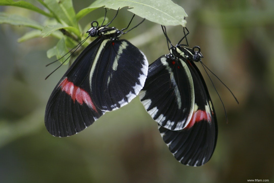 Motifs de papillons démêlés 