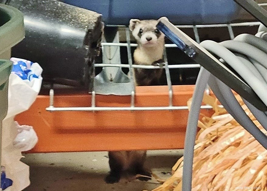 Un mammifère extrêmement rare a décidé de s écraser dans un garage du Colorado 