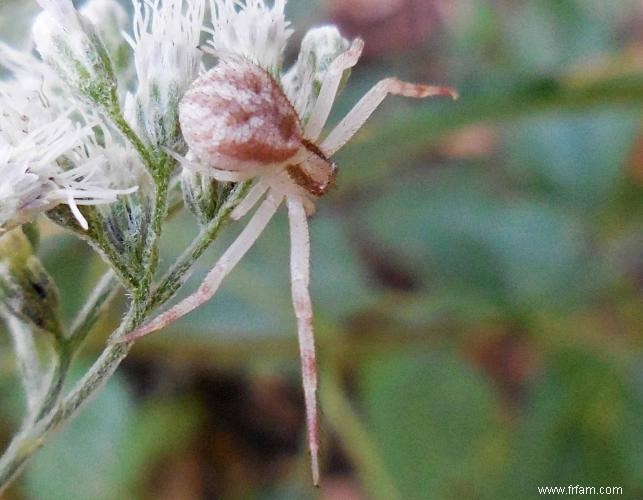 9 créatures qui ont fait de l effroi leur marque 