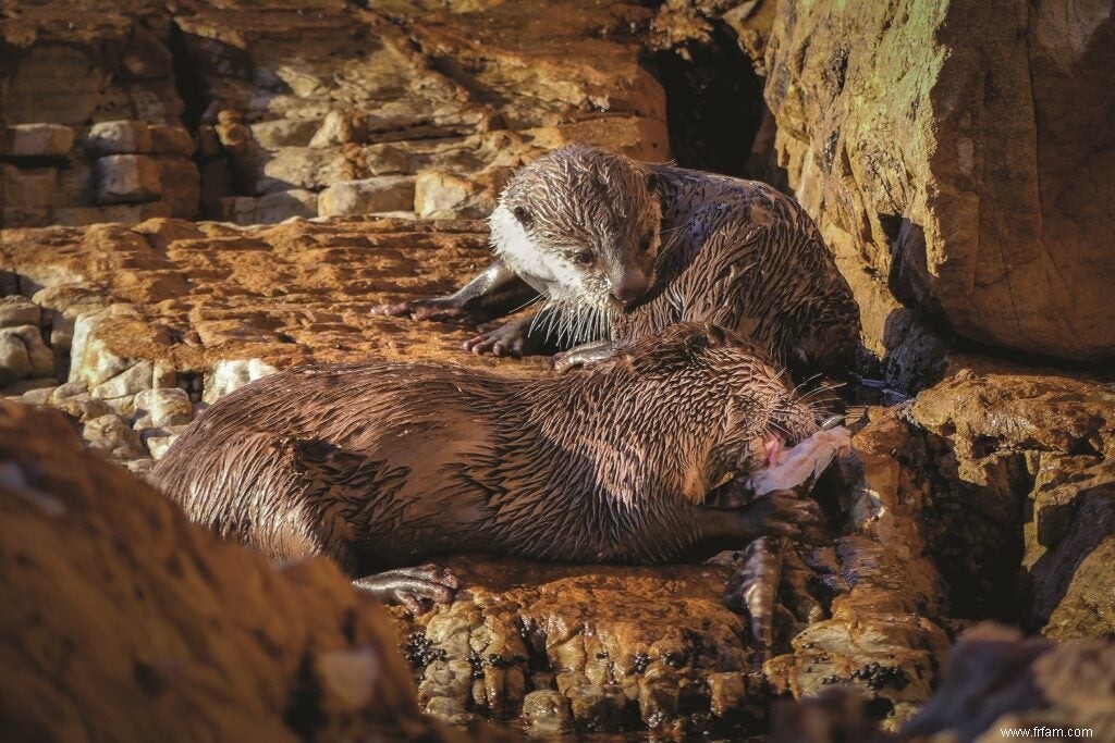 8 créatures insignifiantes qui vous feront rêver de l océan 