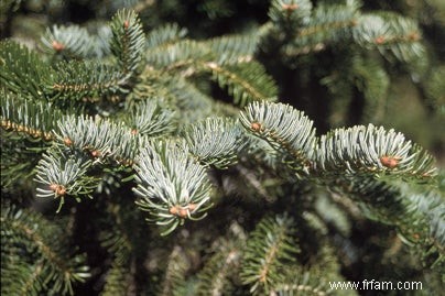 Comment garder un sapin de Noël frais le plus longtemps possible 