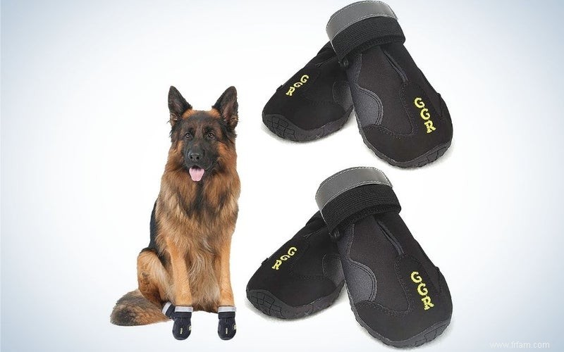 Les meilleures chaussures pour chien de 2022 