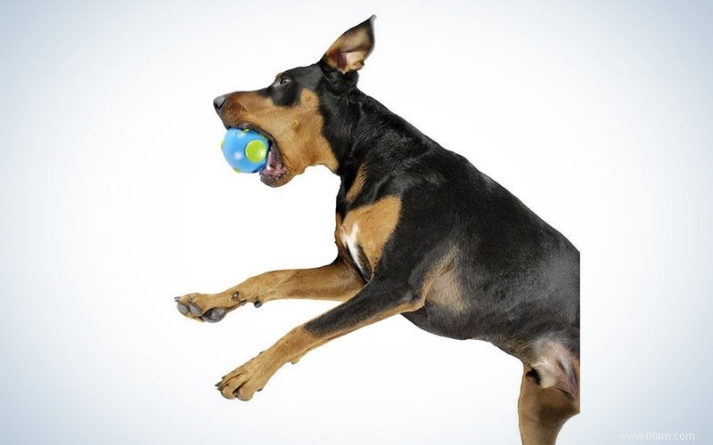 Quoi offrir à votre très bon chien en cette période de fêtes 