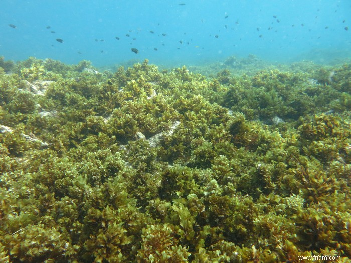 Des poissons riches en nutriments prospèrent dans un cimetière de corail au large des côtes africaines 