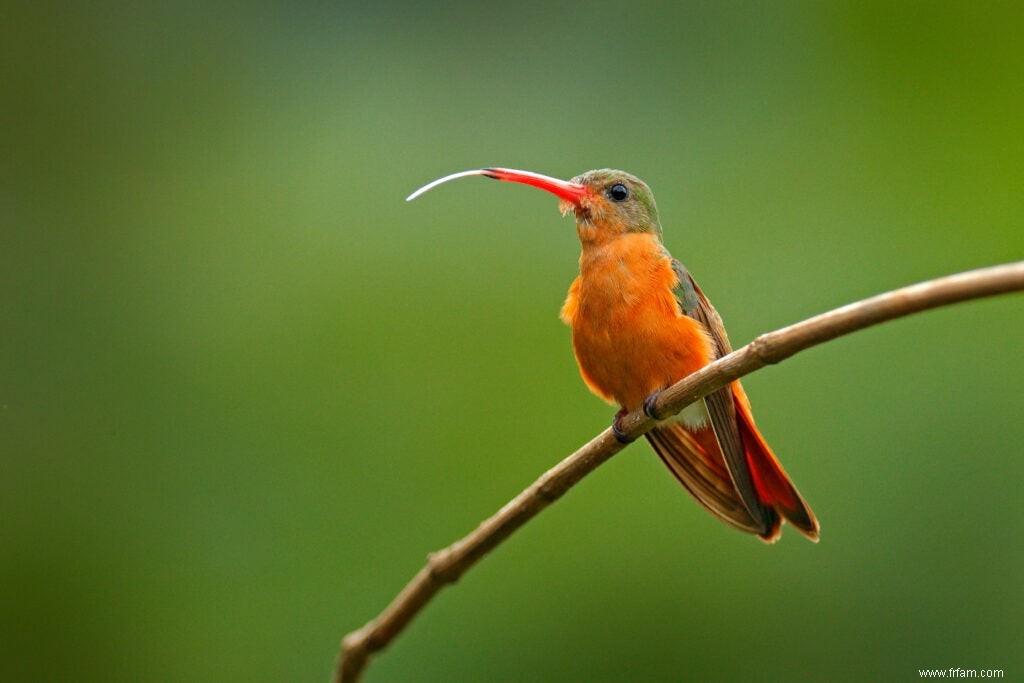 Cet oiseau de 120 millions d années pourrait tirer la langue 