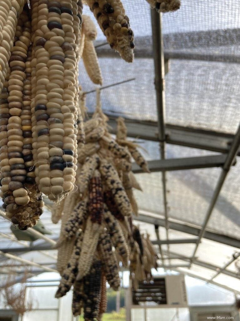 Les agriculteurs indigènes  rematrient  des graines vieilles de plusieurs siècles pour planter un mouvement / 