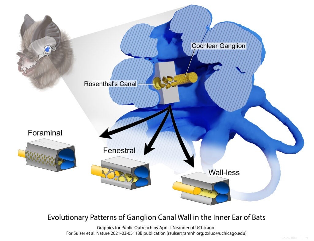 Le secret de ces prouesses de chasse aux chauves-souris est au plus profond de leurs oreilles 