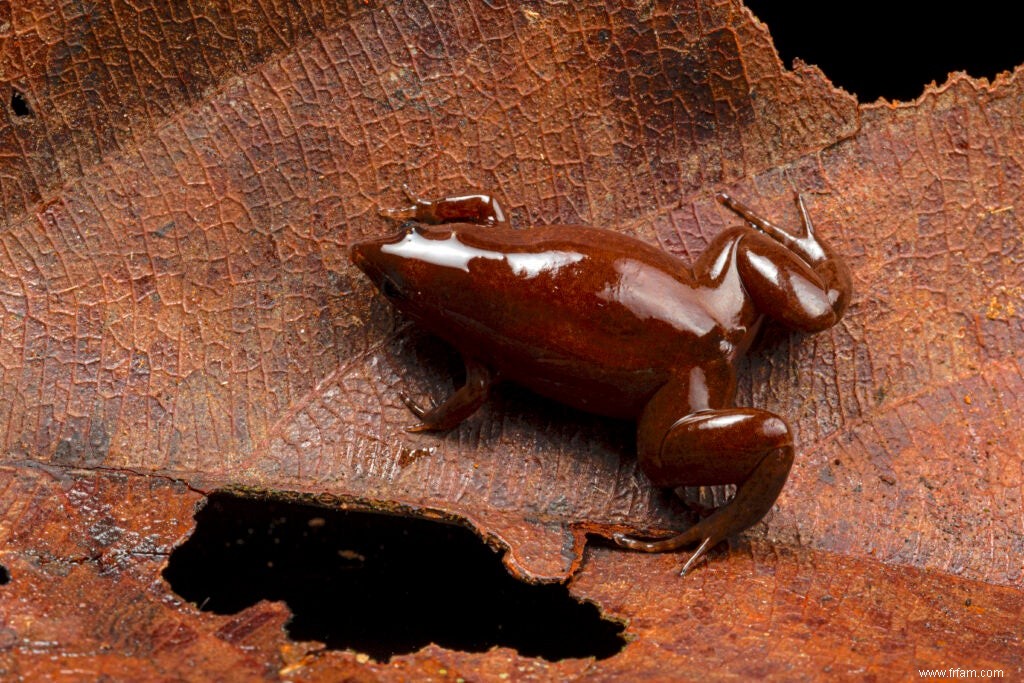 Voici, les grenouilles tapir au museau magnifique 