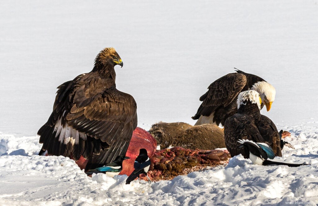 Les Eagles font face à une autre menace majeure aux États-Unis :le saturnisme 