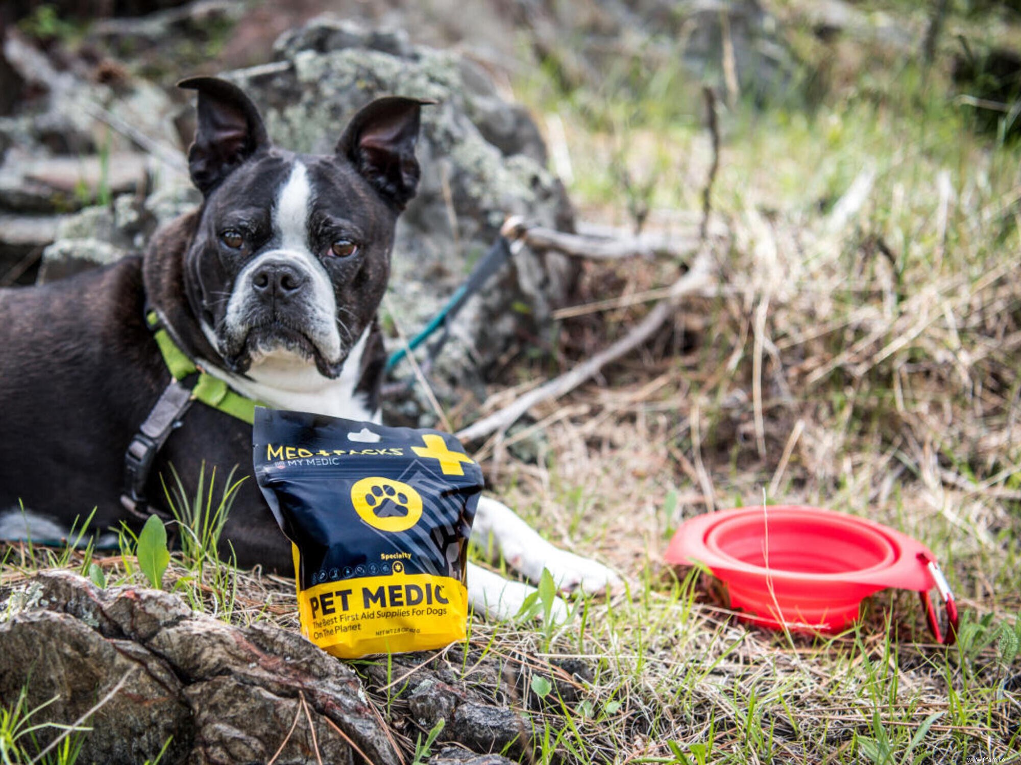 Célébrez la Journée nationale des animaux de compagnie avec ces accessoires en solde 