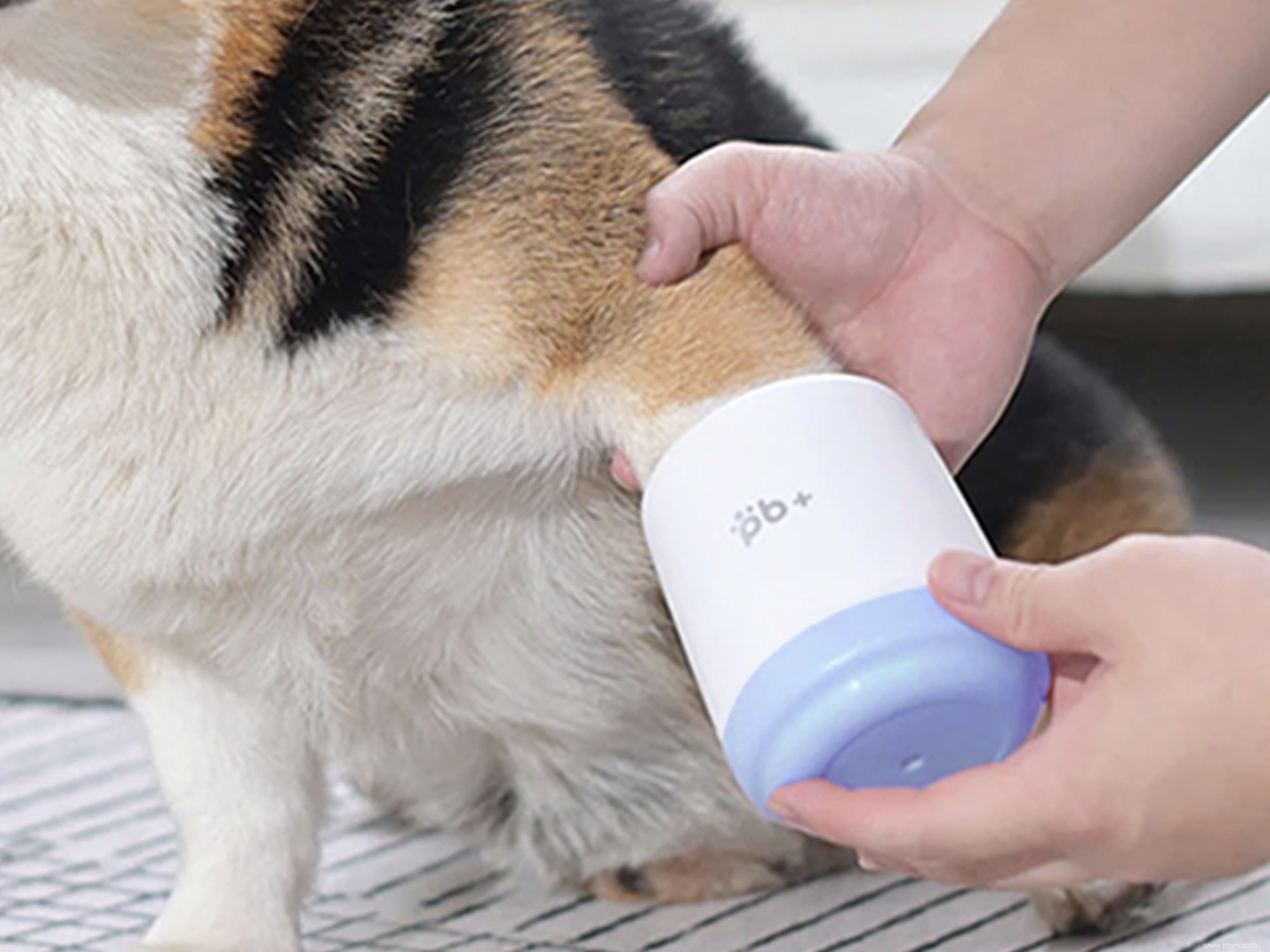 Célébrez la Journée nationale des animaux de compagnie avec ces accessoires en solde 