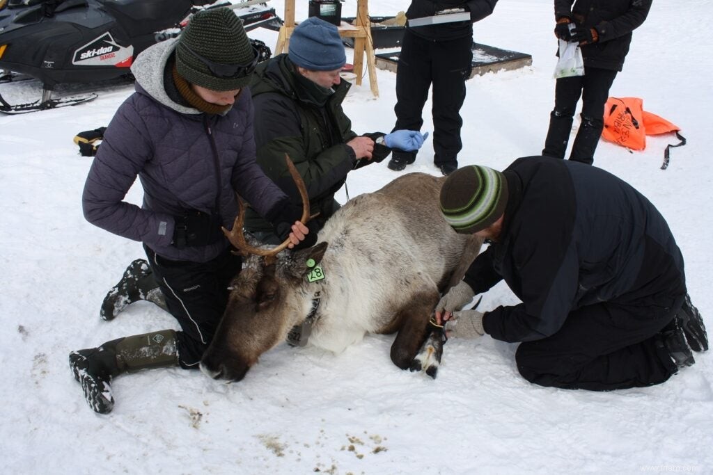 Un troupeau historique de caribous prospère sous la garde des Premières Nations 