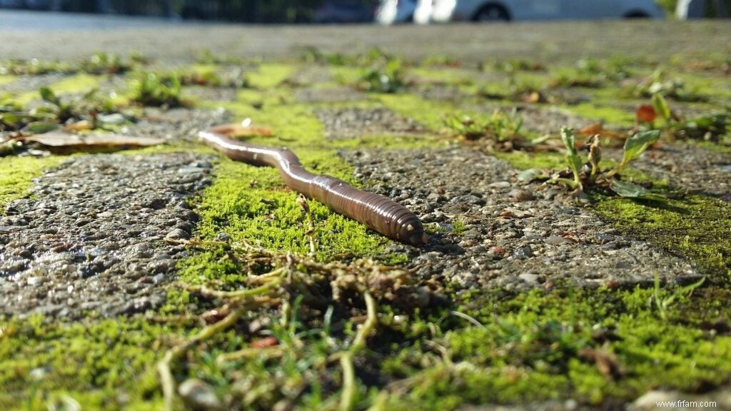 Les vers de terre peuvent décomposer le bioplastique, pour le meilleur ou pour le pire 