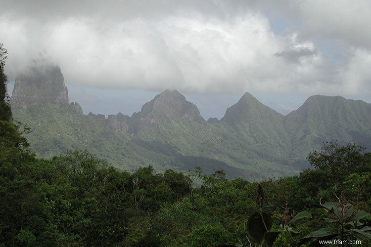 Cette île du Pacifique Sud pourrait nous aider à comprendre comment évoluent les champignons 