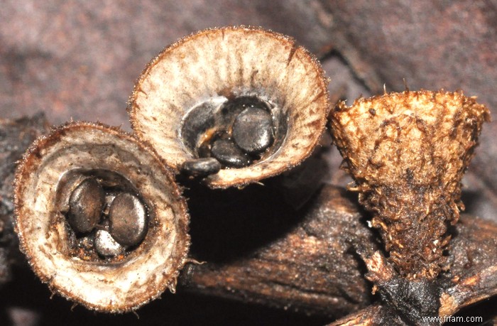 Cette île du Pacifique Sud pourrait nous aider à comprendre comment évoluent les champignons 