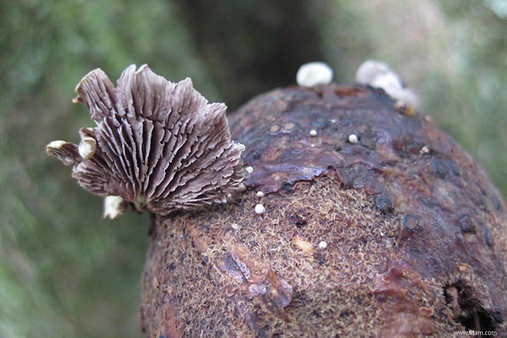 Cette île du Pacifique Sud pourrait nous aider à comprendre comment évoluent les champignons 