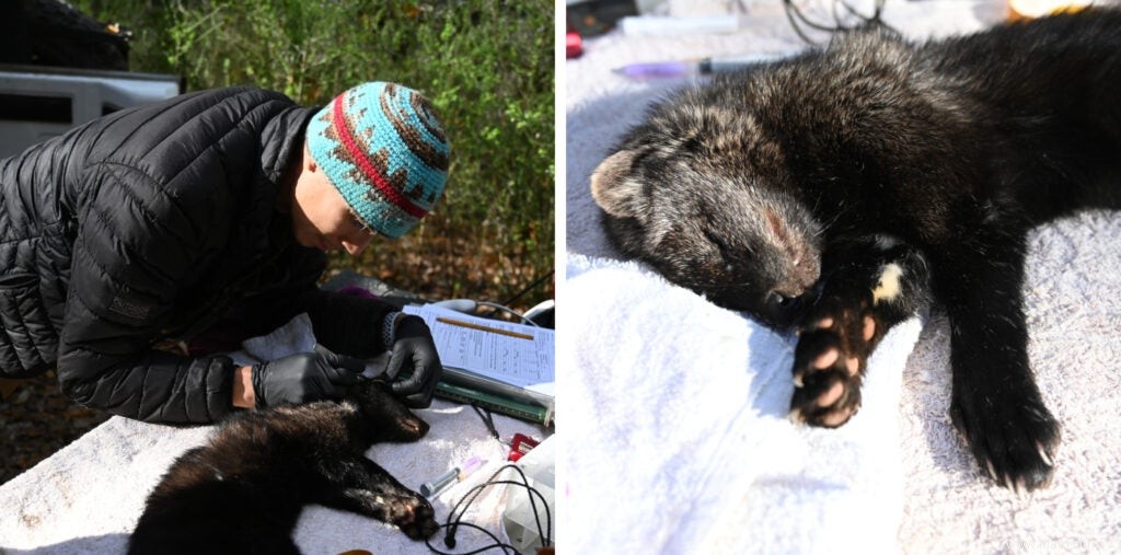 Comment la tribu de la vallée de Hoopa surveille un prédateur forestier rare et rusé 