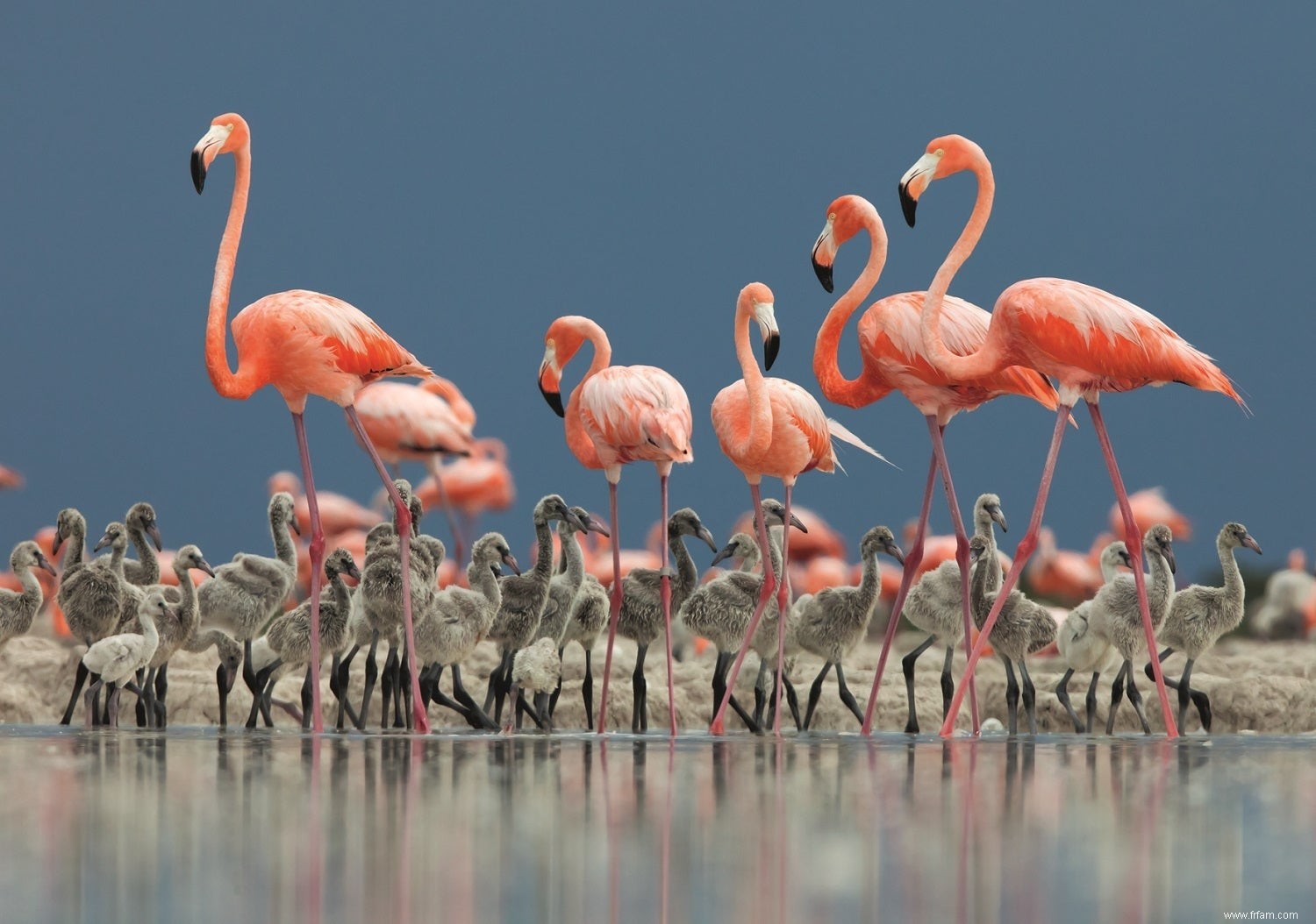 Avant de devenir splendides, les flamants roses ne sont que des floofs maladroits 