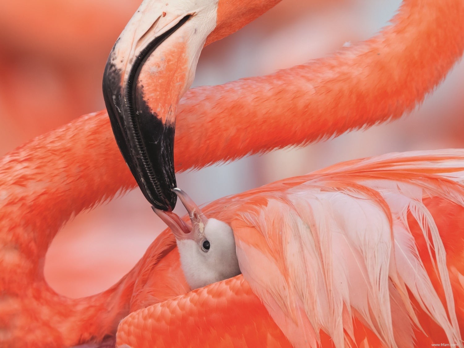 Avant de devenir splendides, les flamants roses ne sont que des floofs maladroits 