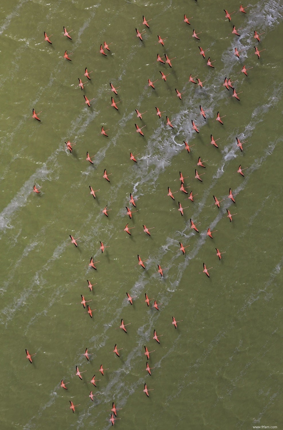 Avant de devenir splendides, les flamants roses ne sont que des floofs maladroits 