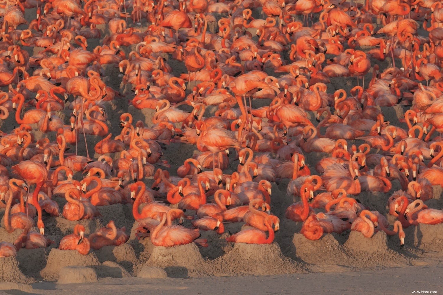 Avant de devenir splendides, les flamants roses ne sont que des floofs maladroits 