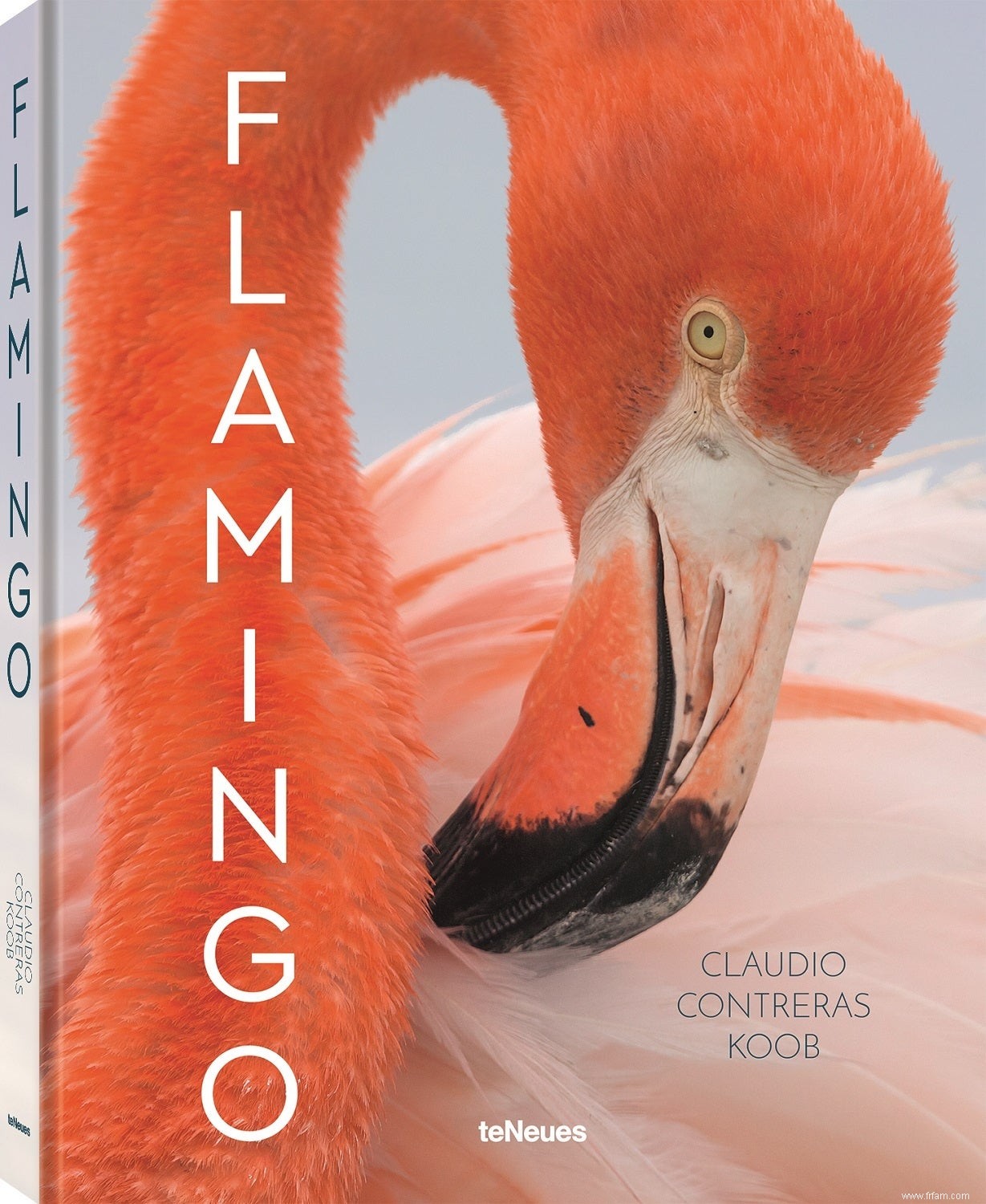 Avant de devenir splendides, les flamants roses ne sont que des floofs maladroits 