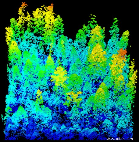 Ces scans laser montrent comment les incendies ont changé les forêts de Yosemite 