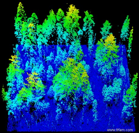 Ces scans laser montrent comment les incendies ont changé les forêts de Yosemite 