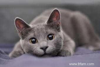 170 noms de chats gris qui sont tout sauf basiques 