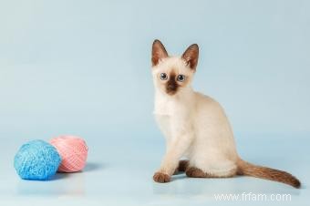 199 noms de chatons siamois créatifs 