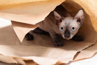 Plus de 200 noms de chats femelles captivants 