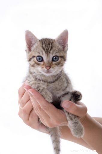 Prendre soin d un chaton abandonné 