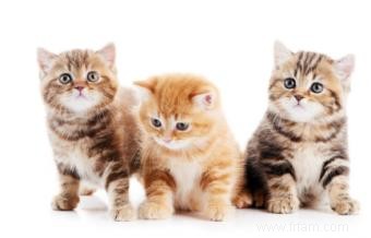 Tout ce que vous devez savoir sur la prise en charge des chatons 