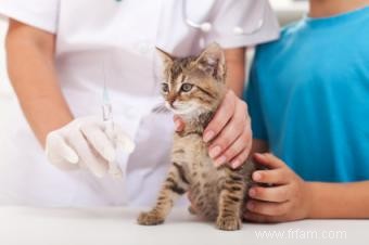 Tout ce que vous devez savoir sur la prise en charge des chatons 