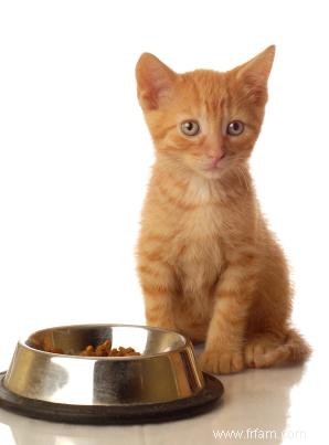 Tout ce que vous devez savoir sur la prise en charge des chatons 