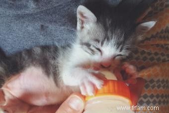 Comment sevrer les chatons d un biberon (simplement et efficacement) 