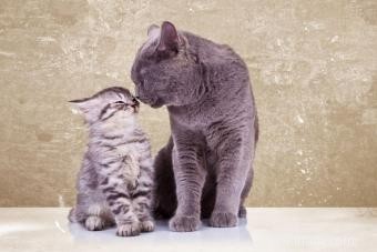 Conseils pour amener un nouveau chaton à la maison 