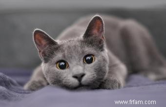 13 magnifiques races de chats gris 