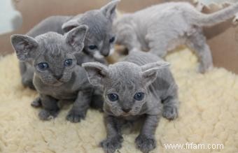 13 magnifiques races de chats gris 