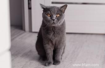 13 magnifiques races de chats gris 