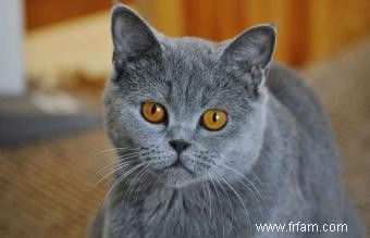 13 magnifiques races de chats gris 