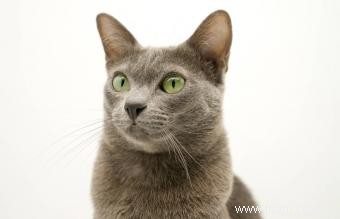 13 magnifiques races de chats gris 