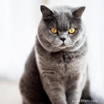 13 magnifiques races de chats gris 