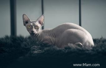 13 magnifiques races de chats gris 