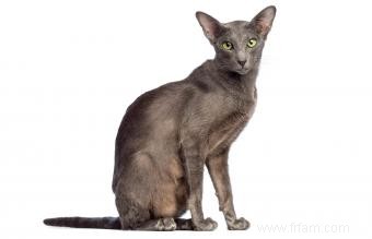 13 magnifiques races de chats gris 