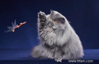 13 magnifiques races de chats gris 