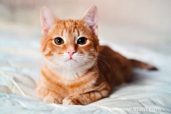 197 noms de chats orange aussi mignons et intelligents que votre félin 