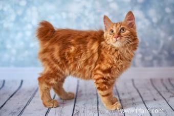 7 races de chats russes et leurs traits distinctifs 