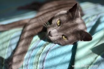 7 races de chats russes et leurs traits distinctifs 