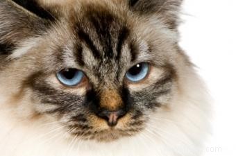 Tout sur les chats de Birmanie 